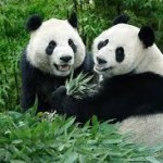 Panda-gergasi