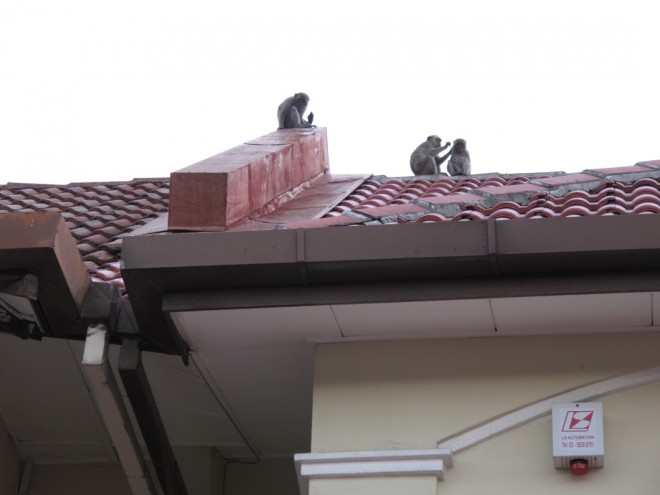 Monkeys on Roof
