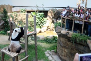 Sambutan Hari Lahir Giant Panda dan pelancaran poskad zoo negara Sultan dan MB (4)a
