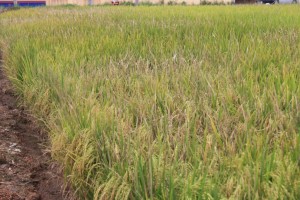 部分稻田受稻叶病影响，收成大受影响。