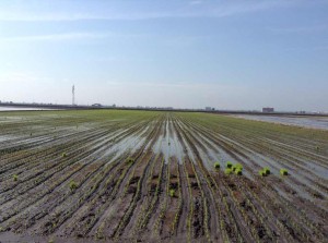 稻田插秧前需要大量水源滋润田地，图为已插秧的稻田。