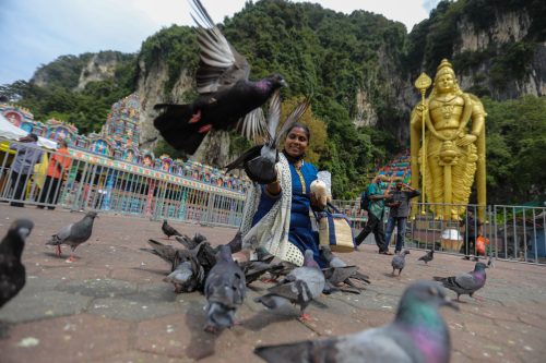 Penganut Hindu memberi makanan kepada burung merpati ketika hadir ke kuil sempena perayaan Thaipusam di Kuil Sri Subramaniar Swamy, Batu Caves pada 18 Januari 2022. Thaipusam disambut penganut Hindu di seluruh dunia pada bulan ‘Thai’, iaitu bulan kesepuluh dalam kalendar Tamil bagi menghormati Dewa Murugan sempena memperingati hari kelahiran dewa itu. Foto HAFIZ OTHMAN/SELANGORKINI