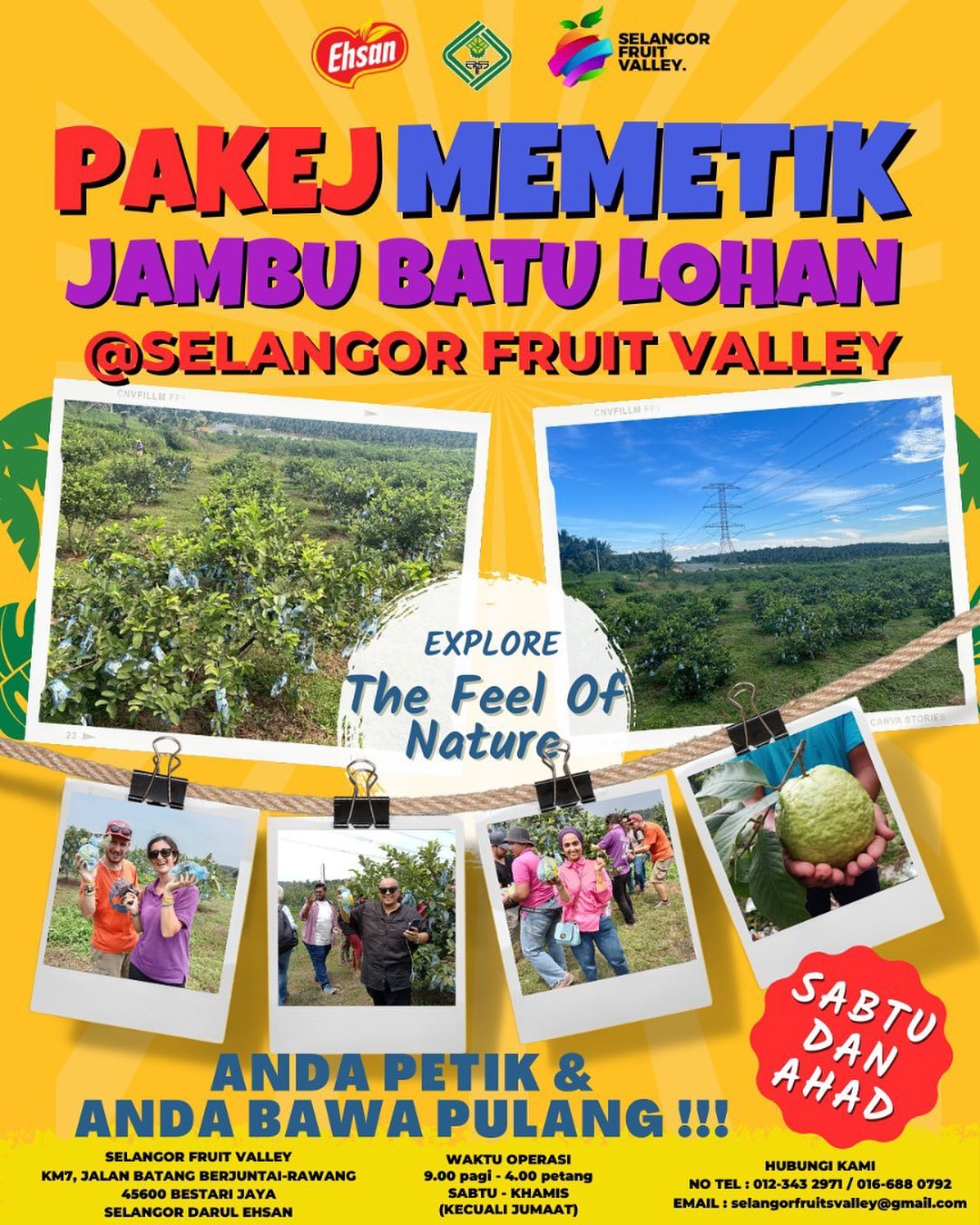 Selangor Fruits Valley Tawar Pakej Petik Buah, Pengunjung Boleh Bawa ...