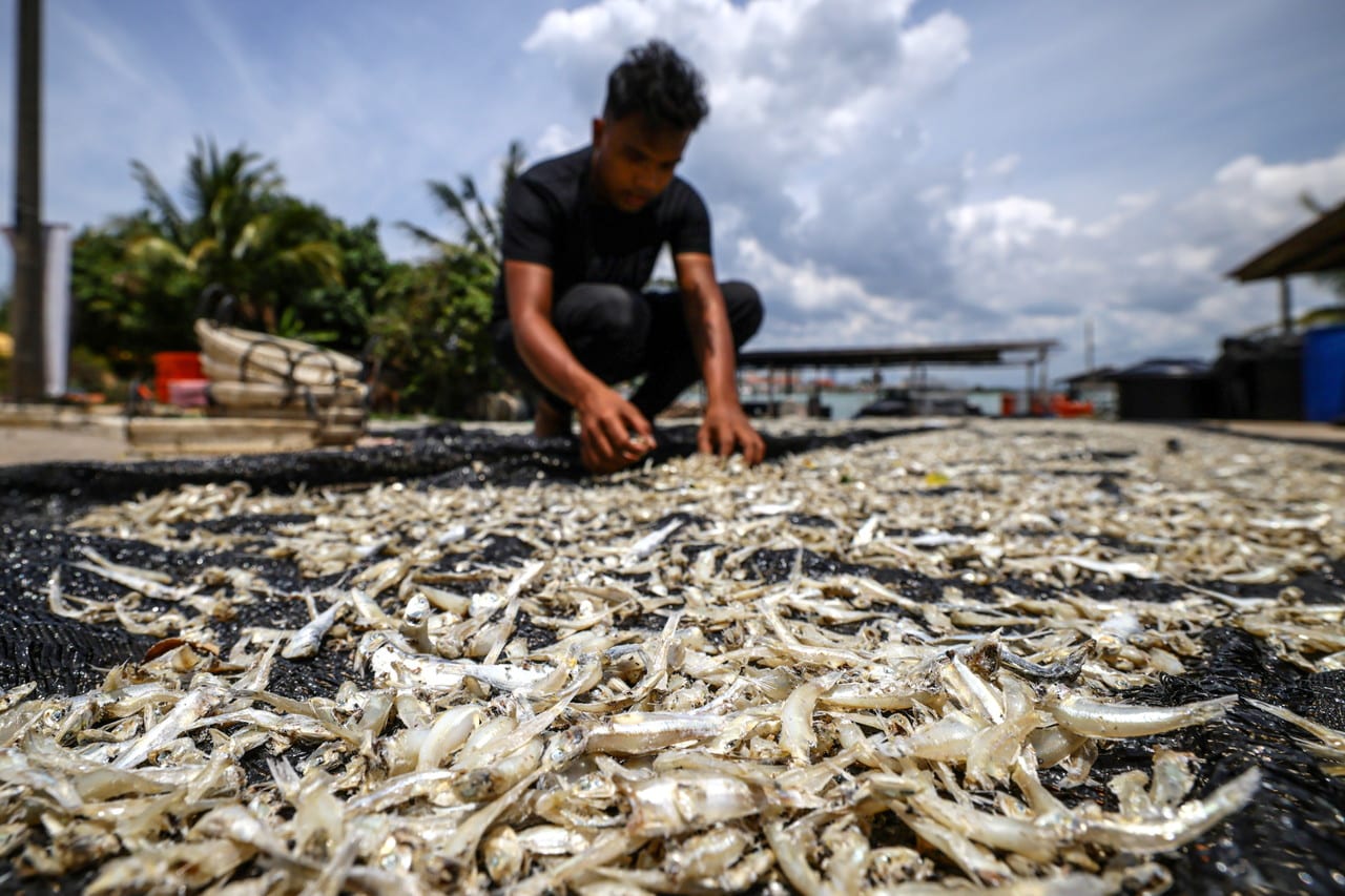 Cuaca panas: Biasa jemur ikan bilis dua hari, kini hanya enam jam ...