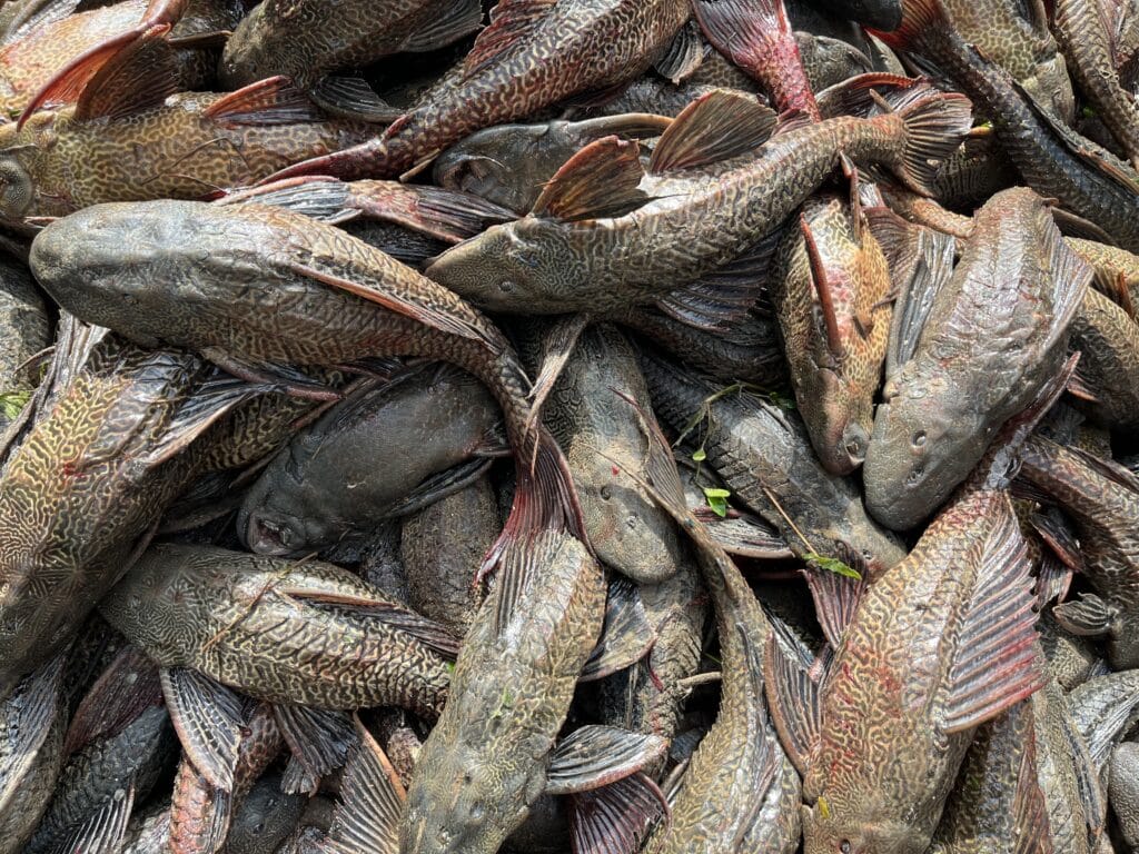 Lebih sembilan tan ikan pleco ditangkap, sasaran 10 tan yakin dicapai